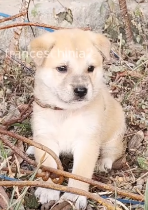 I found this little dog chained in the corner of the firewood storage_part2