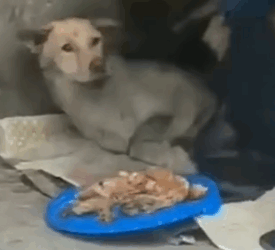 Part2 Animals Rescue #dogrescue #rescuedog #dogsofttiktok #foryoupage #foryou #dogs