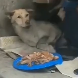 Part2 Animals Rescue #dogrescue #rescuedog #dogsofttiktok #foryoupage #foryou #dogs