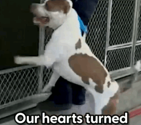 He just wanted to fight other dogs and was about to be put down_part2