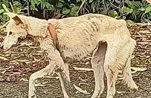 Part2 Animals Rescue #dogrescue #rescuedog #dogsofttiktok #foryoupage #foryou #dogs