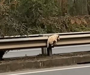 Its body was cold and lifeless — but its eyes begged for help_part2