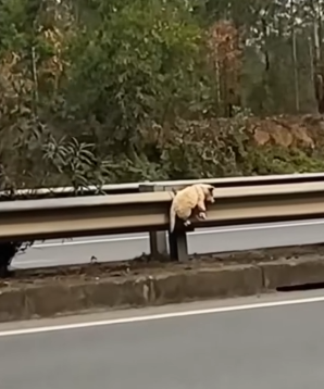 Its body was cold and lifeless — but its eyes begged for help_part2