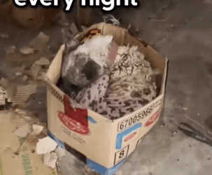 Naked Street Puppy Was Sleeping In A Cardboard Box Every Night_part2