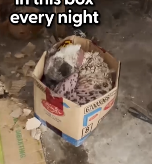 Naked Street Puppy Was Sleeping In A Cardboard Box Every Night_part2