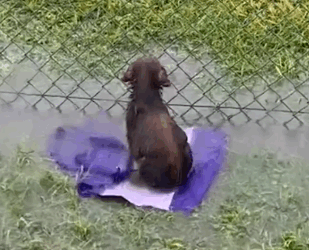 Part2 Animals Rescue #dogrescue #rescuedog #dogsofttiktok #foryoupage #foryou #dogs