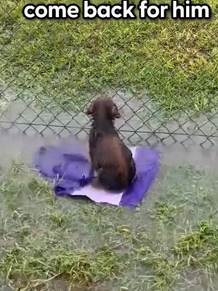 Part2 Animals Rescue #dogrescue #rescuedog #dogsofttiktok #foryoupage #foryou #dogs