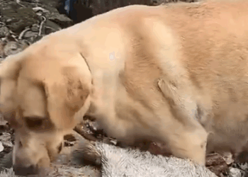 Part2 Animals Rescue #dogrescue #rescuedog #dogsofttiktok #foryoupage #foryou #dogs