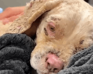 Part2 Animals Rescue #dogrescue #rescuedog #dogsofttiktok #foryoupage #foryou #dogs