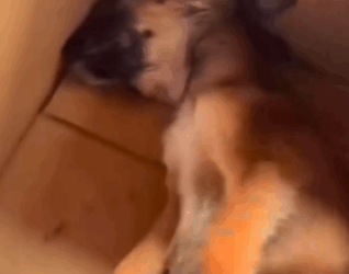 Part2 Animals Rescue #dogrescue #rescuedog #dogsofttiktok #foryoupage #foryou #dogs