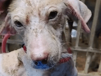 Part2 Animals Rescue #dogrescue #rescuedog #dogsofttiktok #foryoupage #foryou #dogs