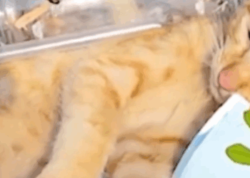 Part2 Animals Rescue #dogrescue #rescuedog #dogsofttiktok #foryoupage #foryou #dogs