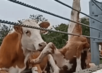 Part2 Animals Rescue #dogrescue #rescuedog #dogsofttiktok #foryoupage #foryou #dogs