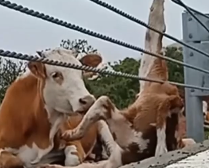 Part2 Animals Rescue #dogrescue #rescuedog #dogsofttiktok #foryoupage #foryou #dogs