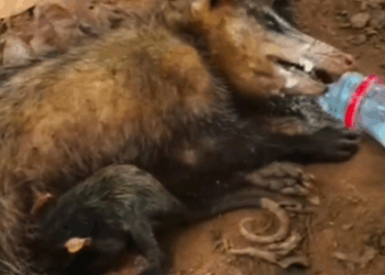 Part2 Animals Rescue #dogrescue #rescuedog #dogsofttiktok #foryoupage #foryou #dogs