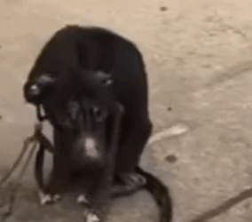 Part2 Animals Rescue #dogrescue #rescuedog #dogsofttiktok #foryoupage #foryou #dogs