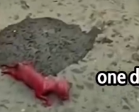 Part2 Animals Rescue #dogrescue #rescuedog #dogsofttiktok #foryoupage #foryou #dogs