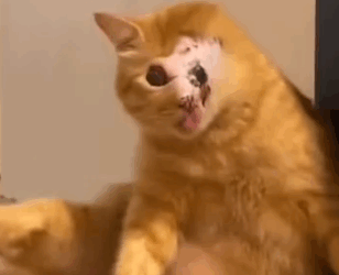 Part2 Animals Rescue #dogrescue #rescuedog #dogsofttiktok #foryoupage #foryou #dogs