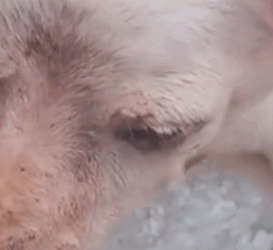 Part2 Animals Rescue #dogrescue #rescuedog #dogsofttiktok #foryoupage #foryou #dogs