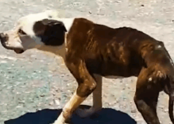 Part2 Animals Rescue #dogrescue #rescuedog #dogsofttiktok #foryoupage #foryou #dogs