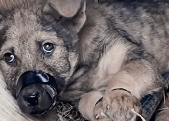 Part2 Animals Rescue #dogrescue #rescuedog #dogsofttiktok #foryoupage #foryou #dogs