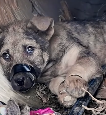 Part2 Animals Rescue #dogrescue #rescuedog #dogsofttiktok #foryoupage #foryou #dogs