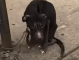 Part2 Animals Rescue #dogrescue #rescuedog #dogsofttiktok #foryoupage #foryou #dogs