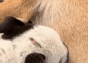 Part2 Animals Rescue #dogrescue #rescuedog #dogsofttiktok #foryoupage #foryou #dogs