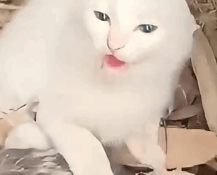 Part2 Animals Rescue #dogrescue #rescuedog #dogsofttiktok #foryoupage #foryou #dogs