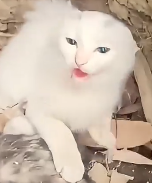 Part2 Animals Rescue #dogrescue #rescuedog #dogsofttiktok #foryoupage #foryou #dogs