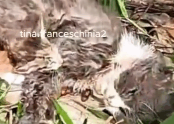 I was in the house and heard a kitten meowing outside. I went out to see what was going on._part2