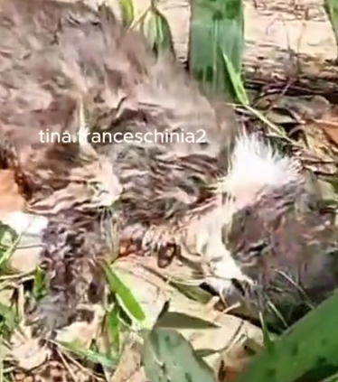 I was in the house and heard a kitten meowing outside. I went out to see what was going on._part2