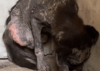 Part2 Animals Rescue #dogrescue #rescuedog #dogsofttiktok #foryoupage #foryou #dogs