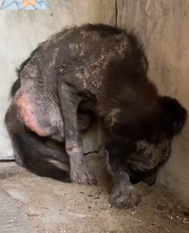 Part2 Animals Rescue #dogrescue #rescuedog #dogsofttiktok #foryoupage #foryou #dogs