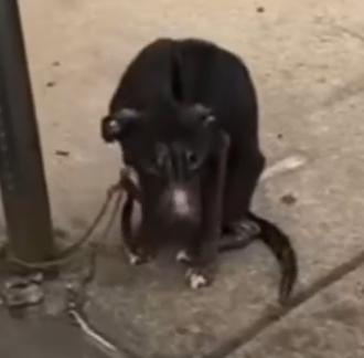 Part2 Animals Rescue #dogrescue #rescuedog #dogsofttiktok #foryoupage #foryou #dogs