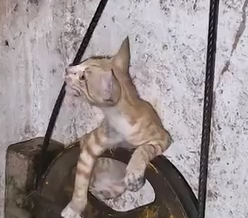 kitten became stuck in the elevator mechanism_part2