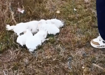 Part2 Animals Rescue #dogrescue #rescuedog #dogsofttiktok #foryoupage #foryou #dogs