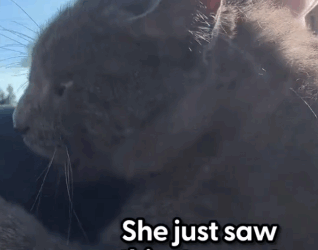 Now her fiancé, who didn’t even like cats,_part2