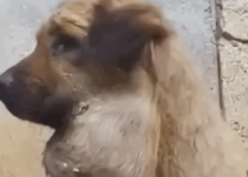 Part2 Animals Rescue #dogrescue #rescuedog #dogsofttiktok #foryoupage #foryou #dogs