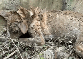 Part2 Animals Rescue #dogrescue #rescuedog #dogsofttiktok #foryoupage #foryou #dogs