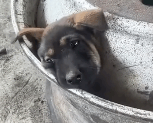 Part2 Animals Rescue #dogrescue #rescuedog #dogsofttiktok #foryoupage #foryou #dogs