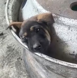 Part2 Animals Rescue #dogrescue #rescuedog #dogsofttiktok #foryoupage #foryou #dogs