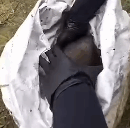 Part2 Animals Rescue #dogrescue #rescuedog #dogsofttiktok #foryoupage #foryou #dogs