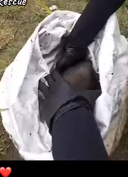 Part2 Animals Rescue #dogrescue #rescuedog #dogsofttiktok #foryoupage #foryou #dogs