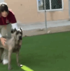 Part2 Animals Rescue #dogrescue #rescuedog #dogsofttiktok #foryoupage #foryou #dogs