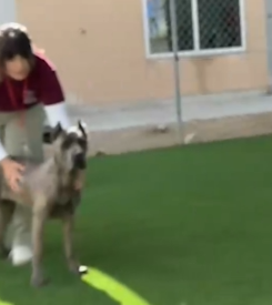 Part2 Animals Rescue #dogrescue #rescuedog #dogsofttiktok #foryoupage #foryou #dogs