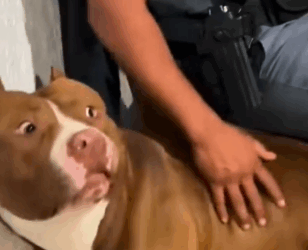 Part2 Animals Rescue #dogrescue #rescuedog #dogsofttiktok #foryoupage #foryou #dogs