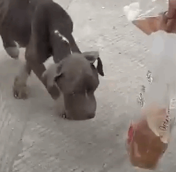 Part2 Animals Rescue #dogrescue #rescuedog #dogsofttiktok #foryoupage #foryou #dogs