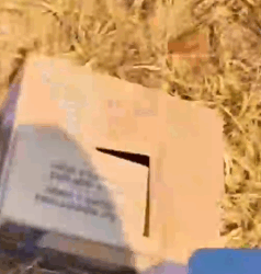 Part2 Animals Rescue #dogrescue #rescuedog #dogsofttiktok #foryoupage #foryou #dogs