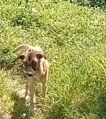 Part2 Animals Rescue #dogrescue #rescuedog #dogsofttiktok #foryoupage #foryou #dogs